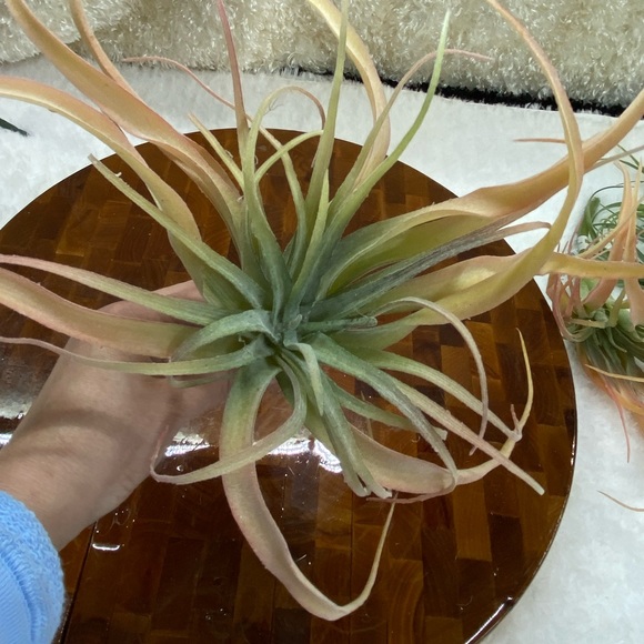 Lot of 4, Faux succulent florals, green and peach - Picture 5 of 7